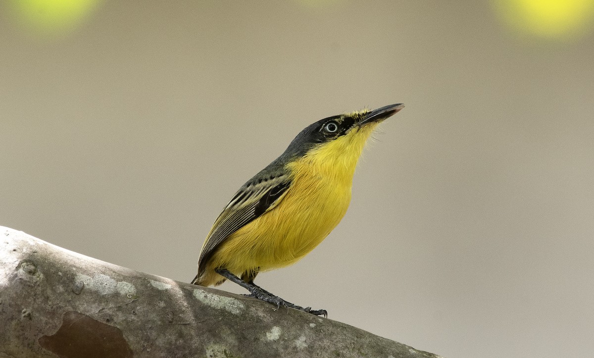 Titirijí Común - ML647756680