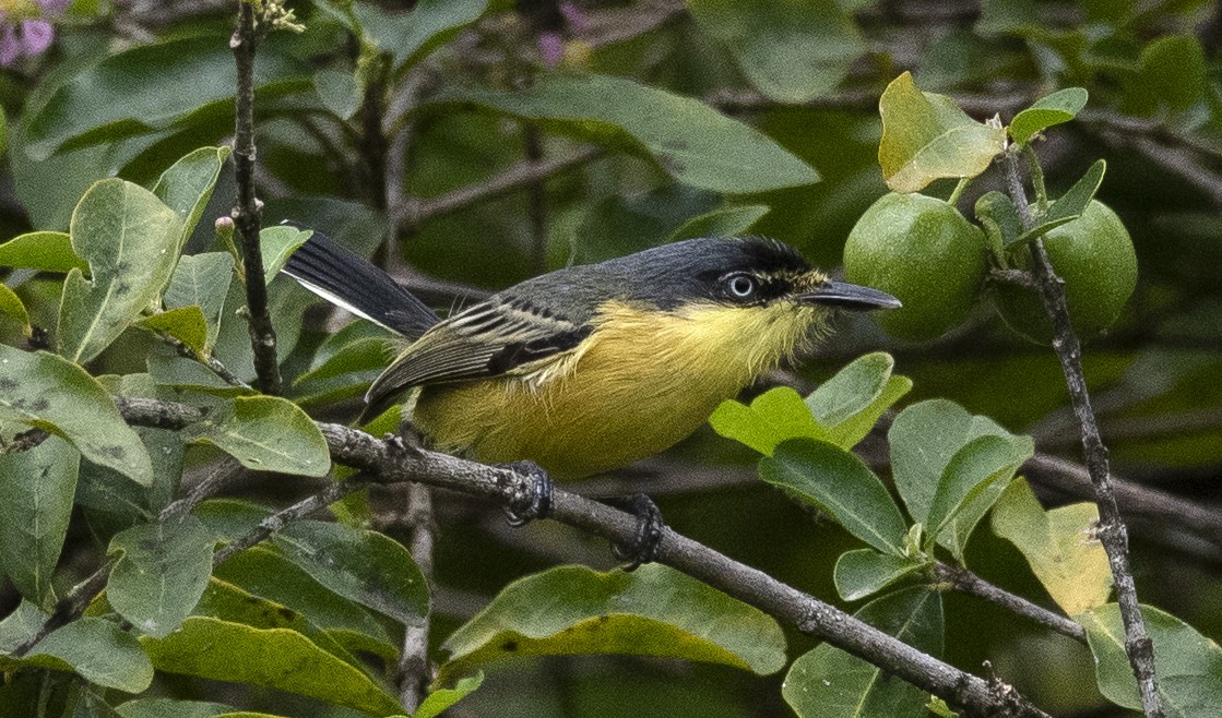 Titirijí Común - ML647756681