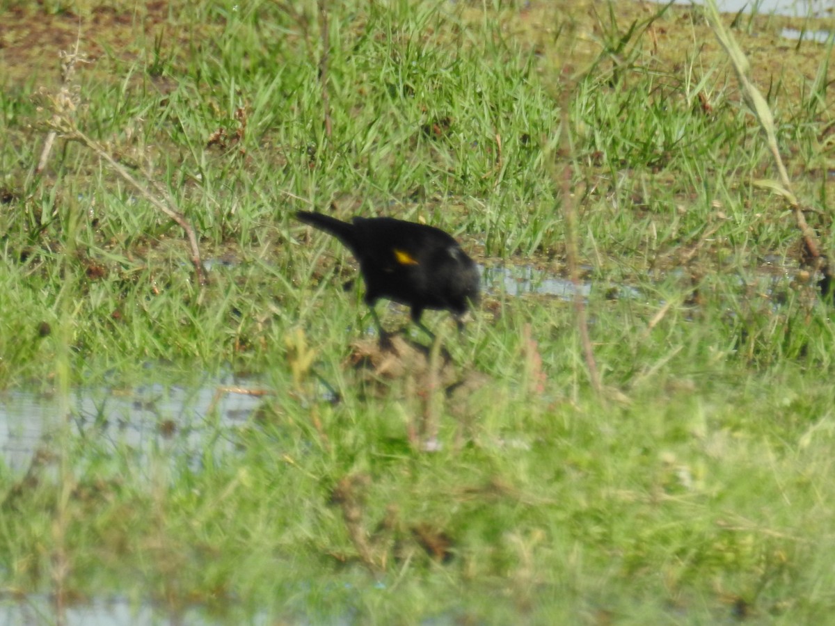 Varillero Aliamarillo - ML647756682