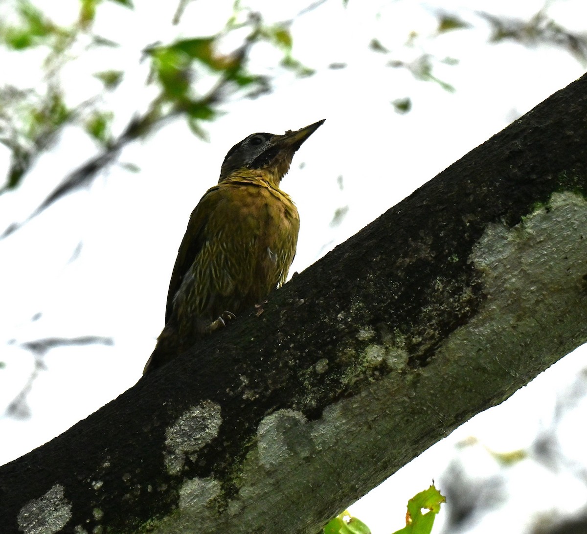 Pito Colinegro - ML647756683