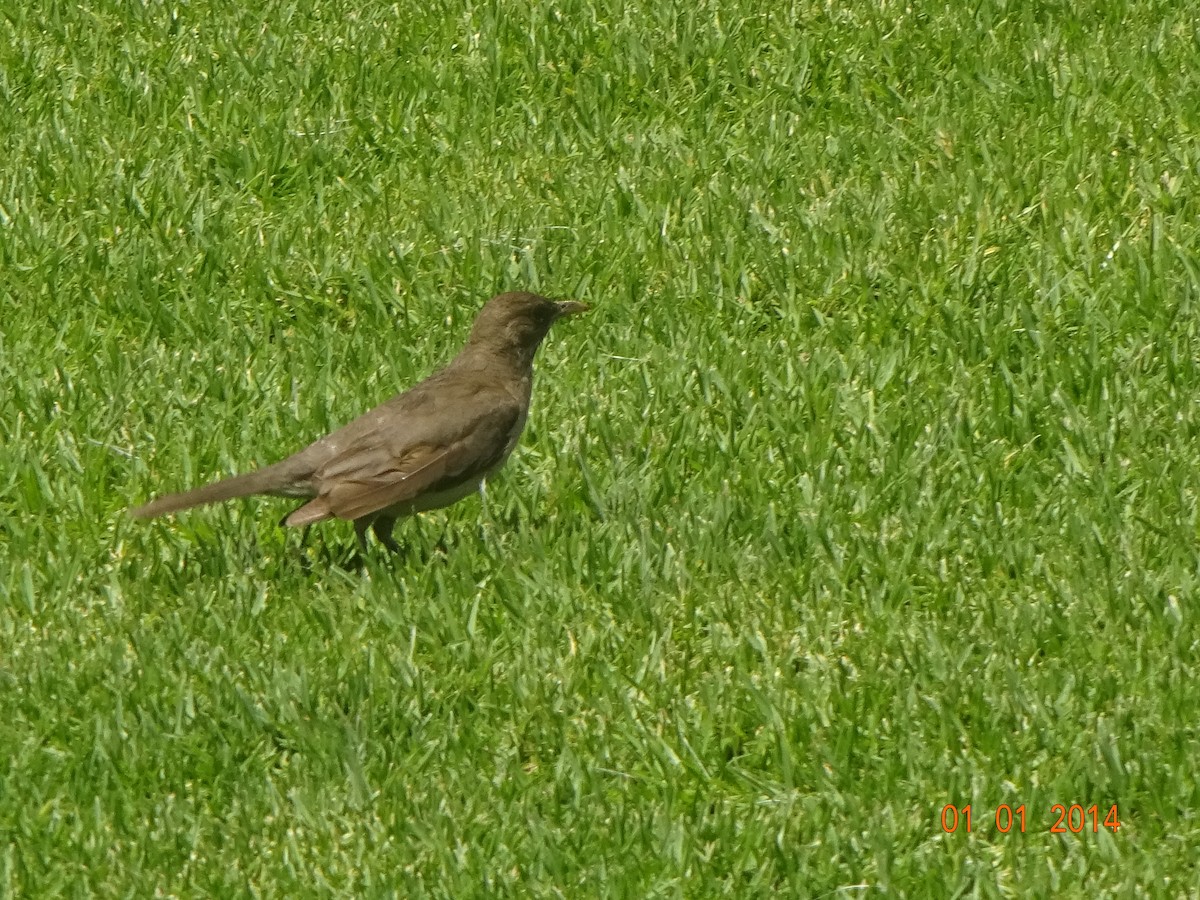 Zorzal Chalchalero - ML647756689