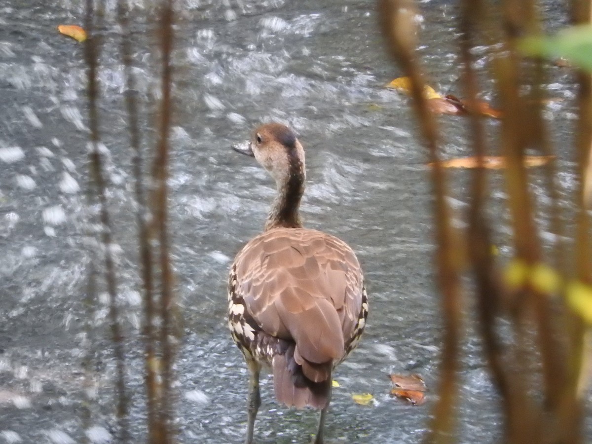 Suirirí Yaguaza - ML647756690