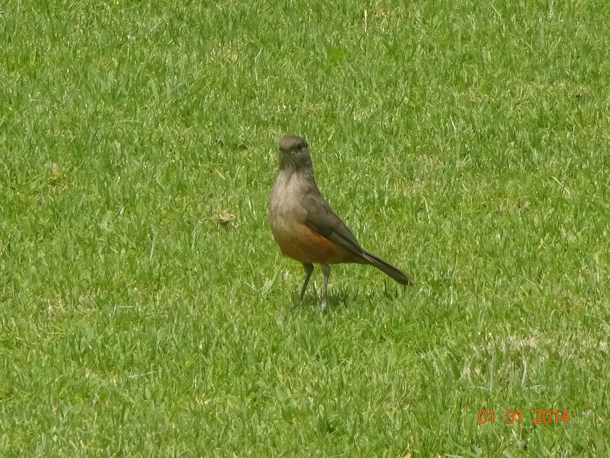 Zorzal Colorado - ML647756693