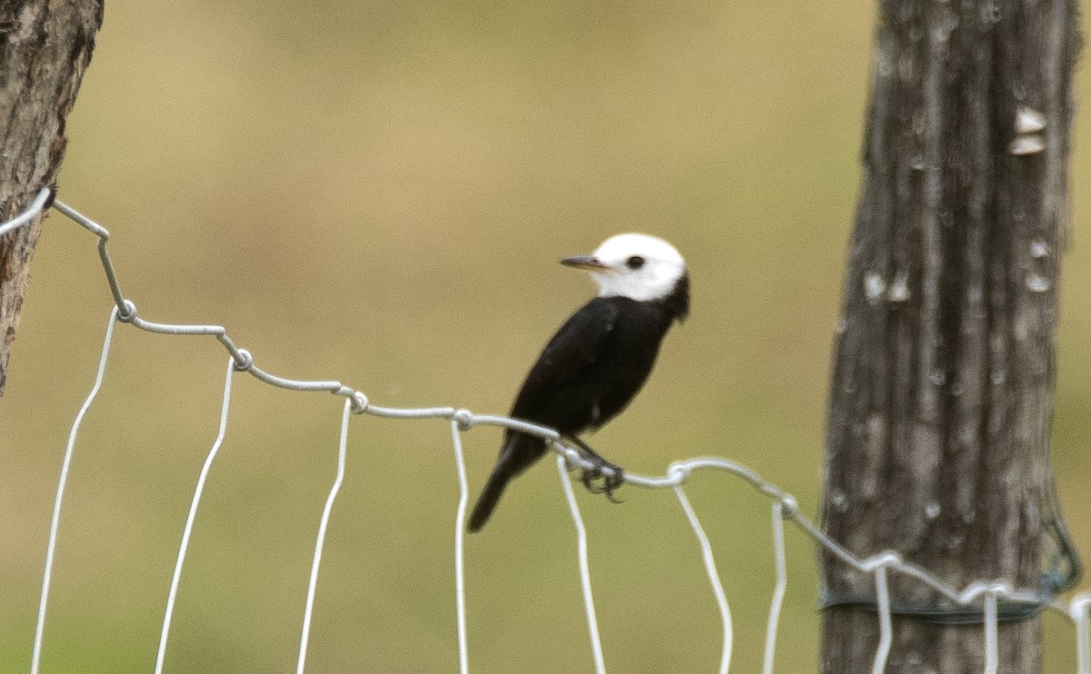 Viudita Cabeciblanca - ML647756694