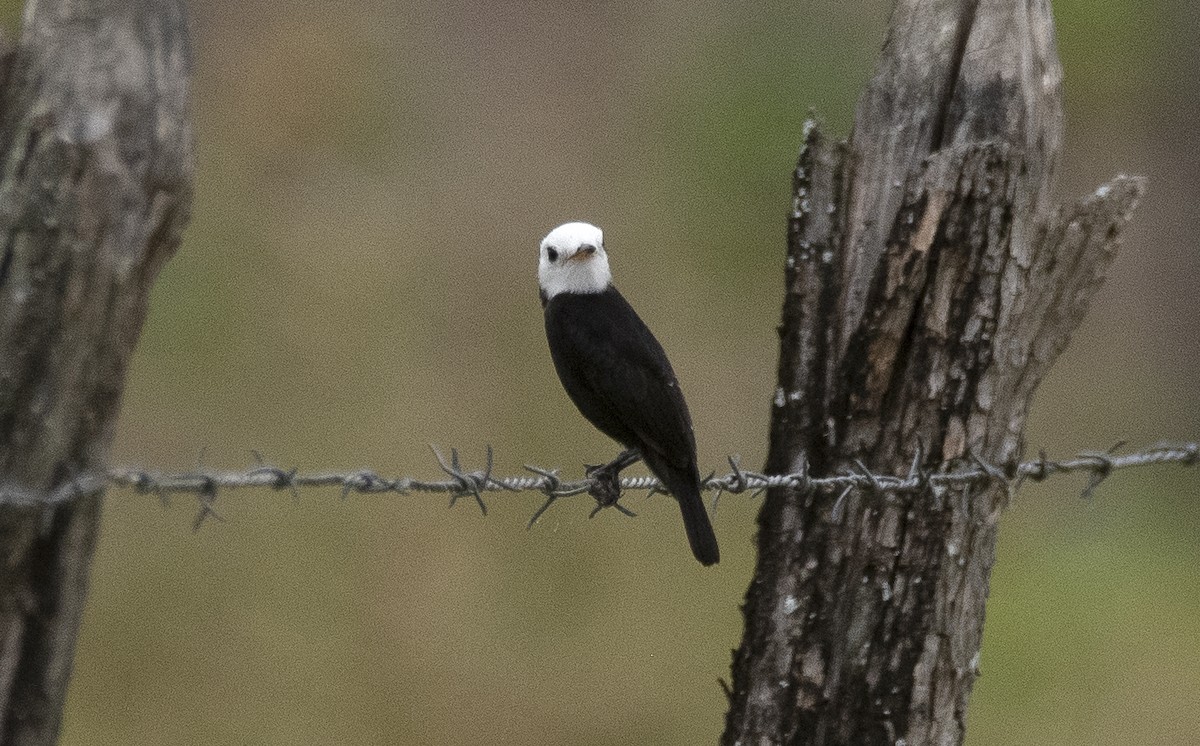 Viudita Cabeciblanca - ML647756695