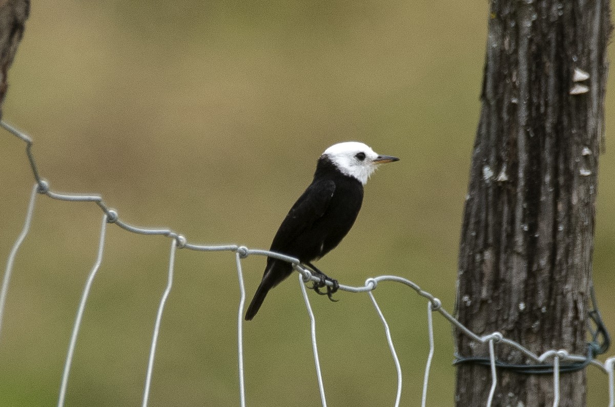 Viudita Cabeciblanca - ML647756696