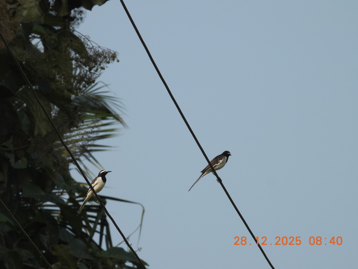 White-browed Wagtail - ML647756697