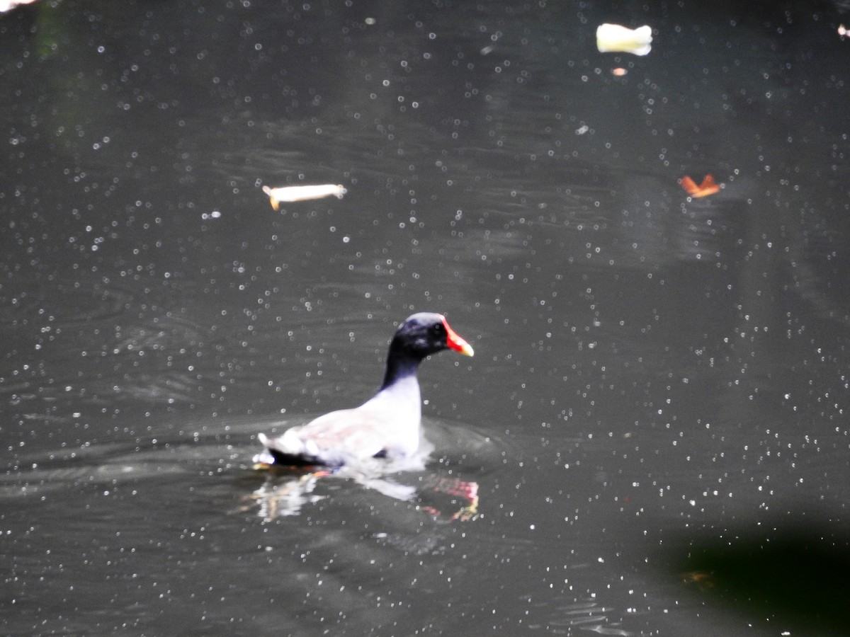 Курочка латиноамериканська - ML647756707