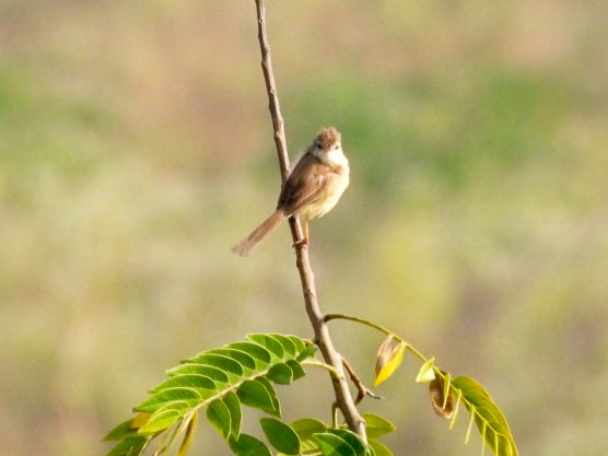 Prinia Sencilla - ML647756714