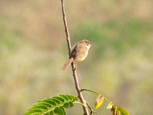 Prinia Sencilla - ML647756715