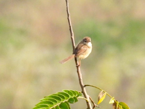 Prinia Sencilla - ML647756716