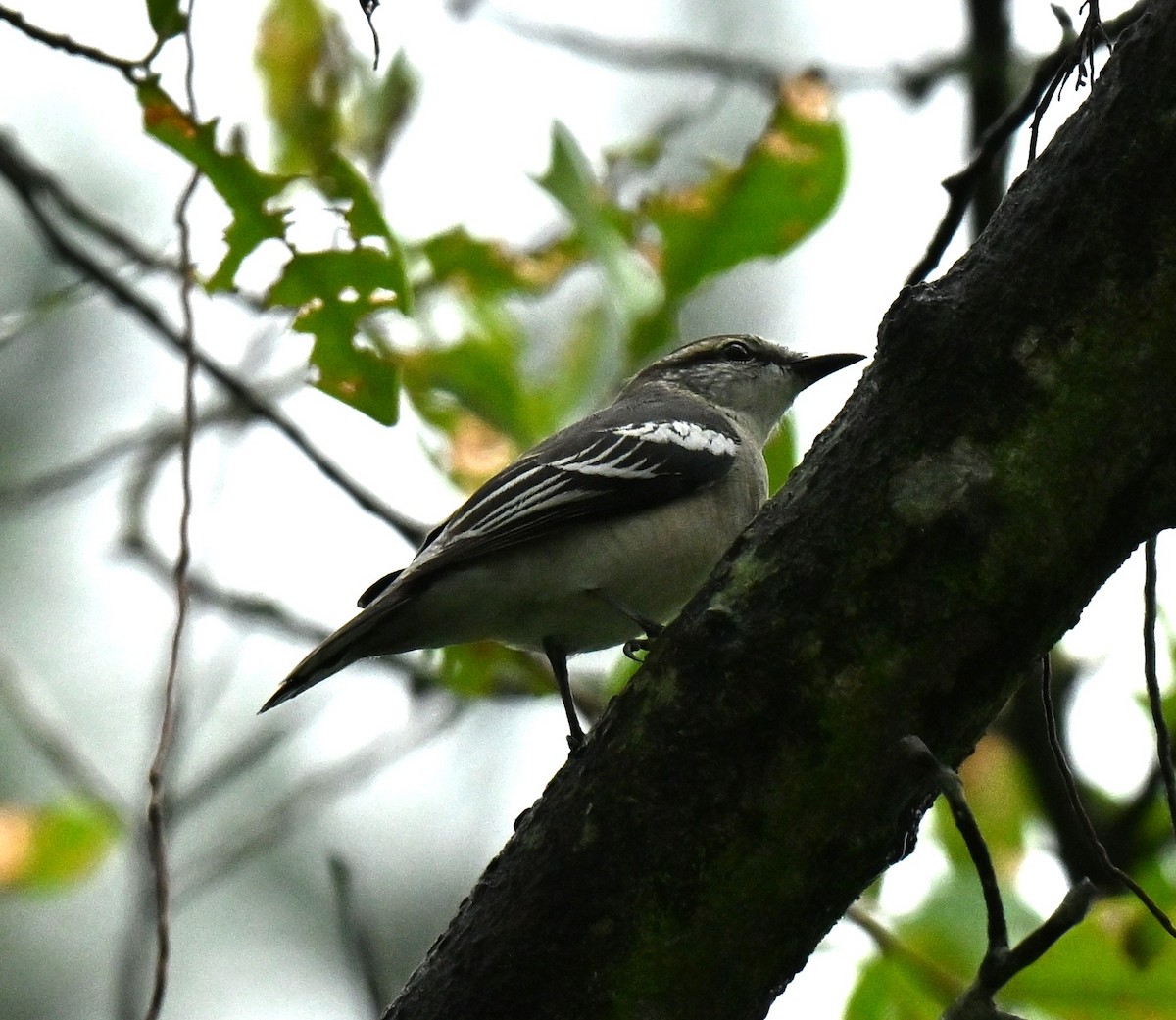 Échenilleur térat - ML647756717