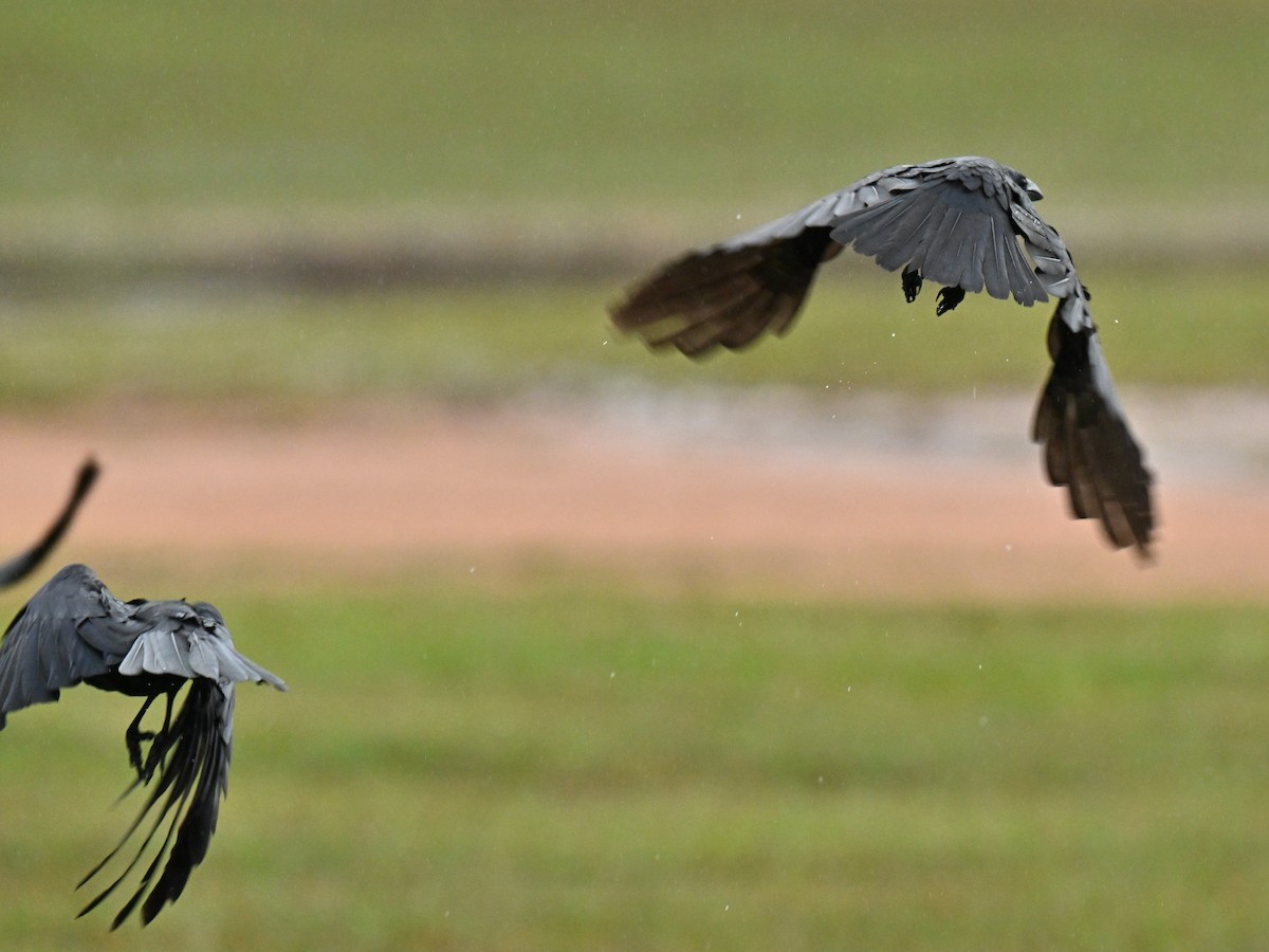 Corbeau familier - ML647756723