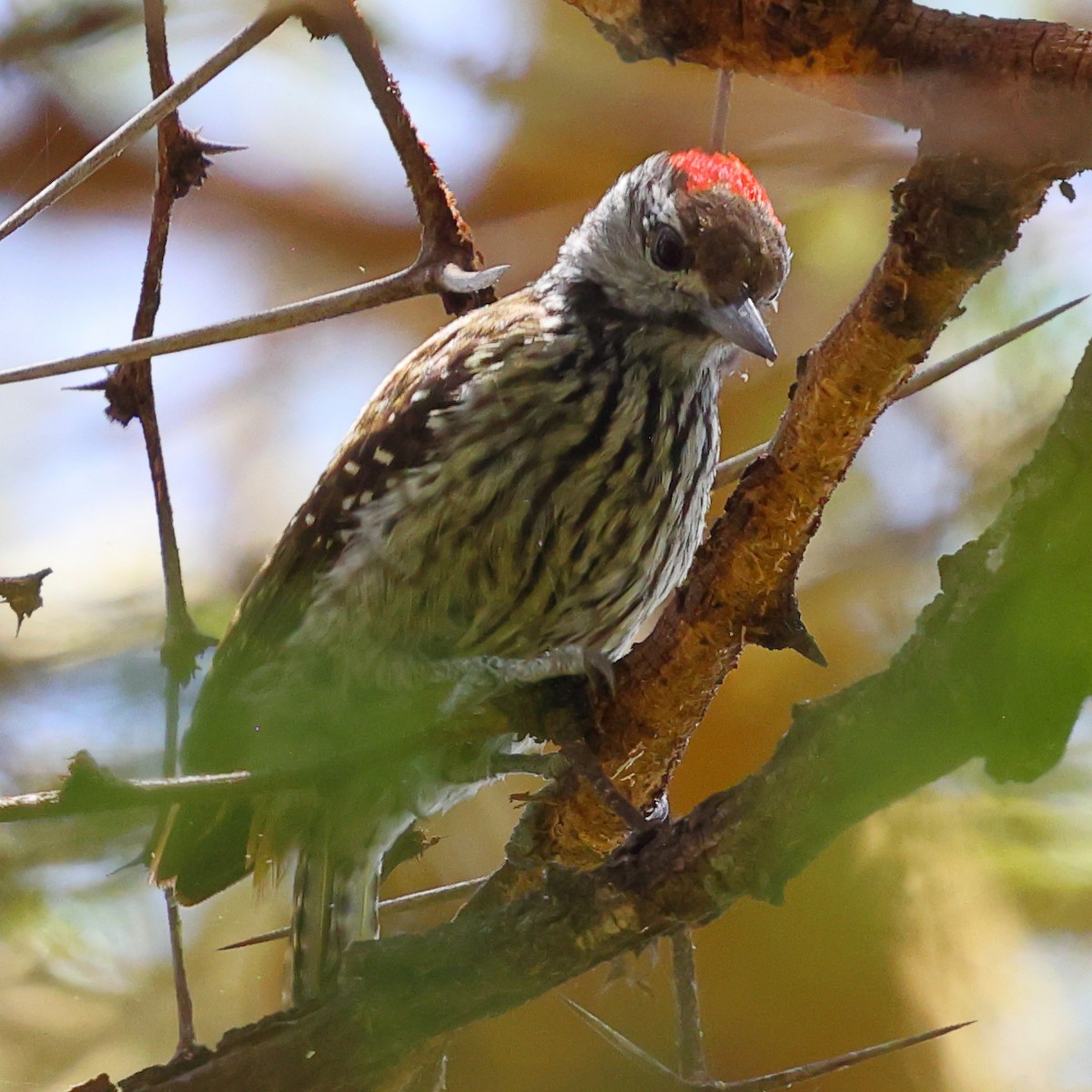 Cardinal Woodpecker - ML647756726