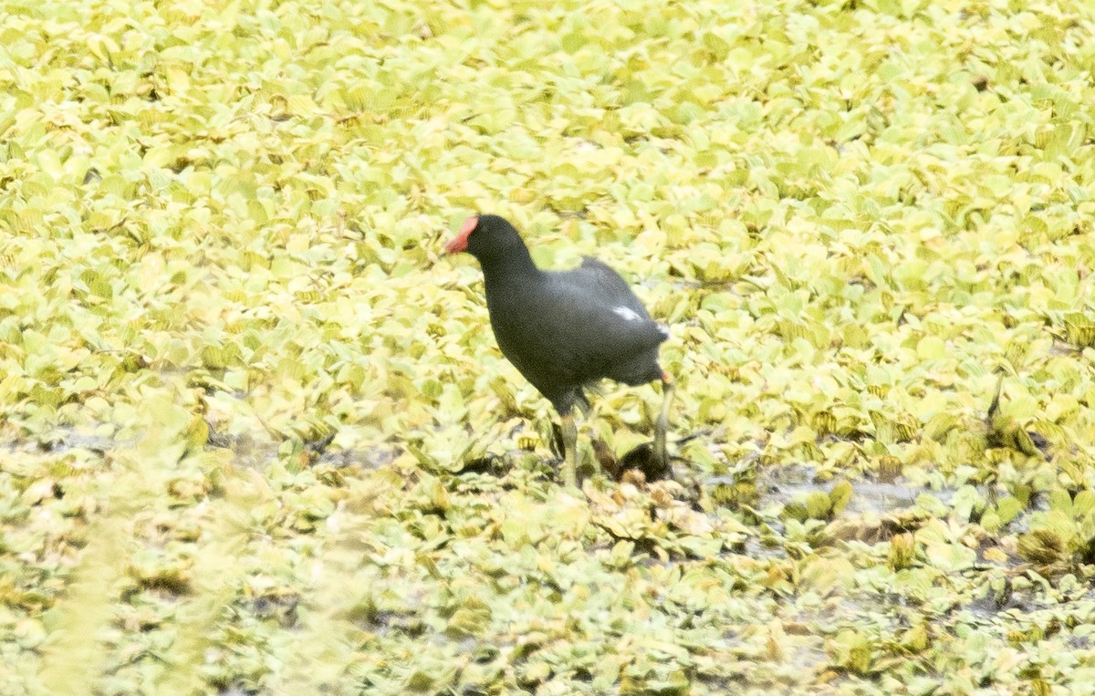 Курочка латиноамериканська [група galeata] - ML647756768