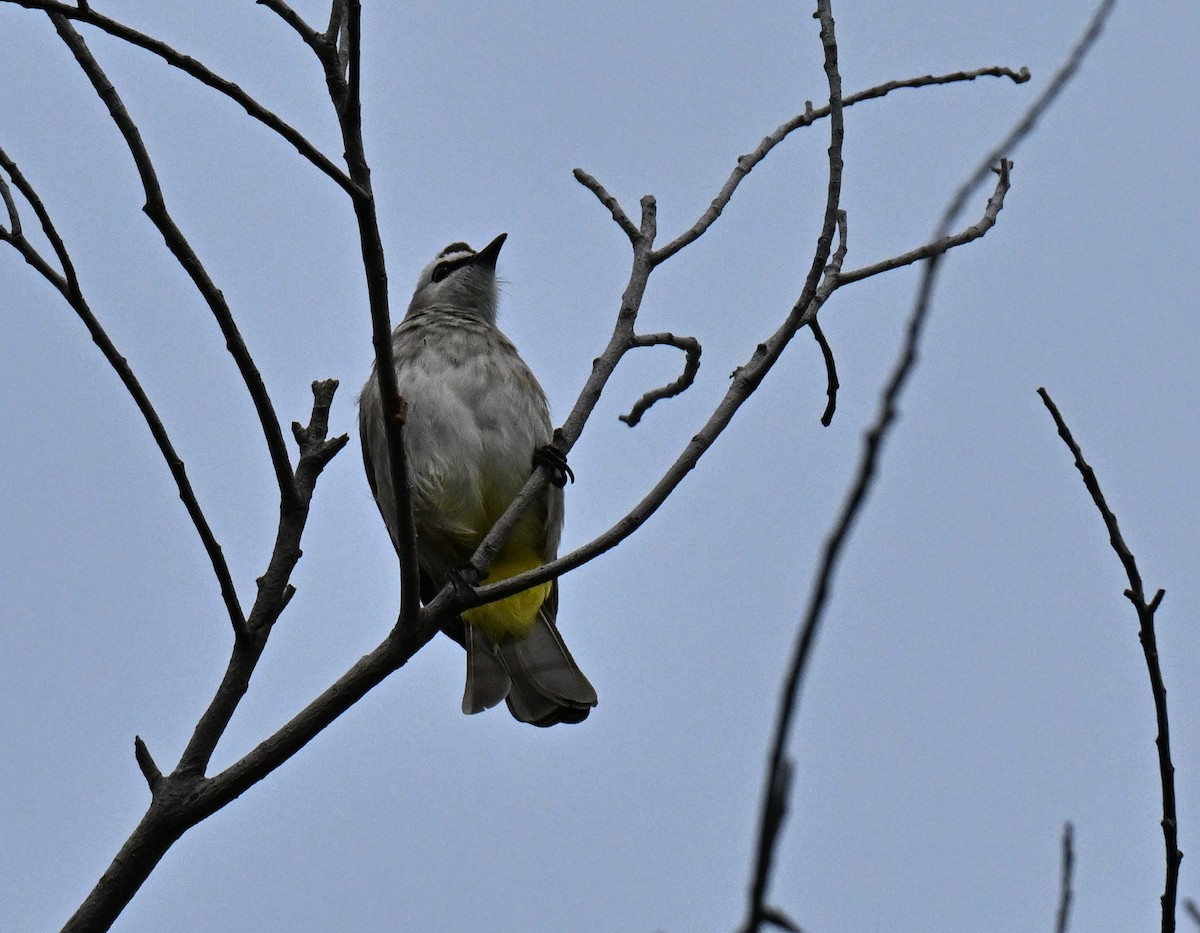 Yellow-vented Bulbul - ML647756776