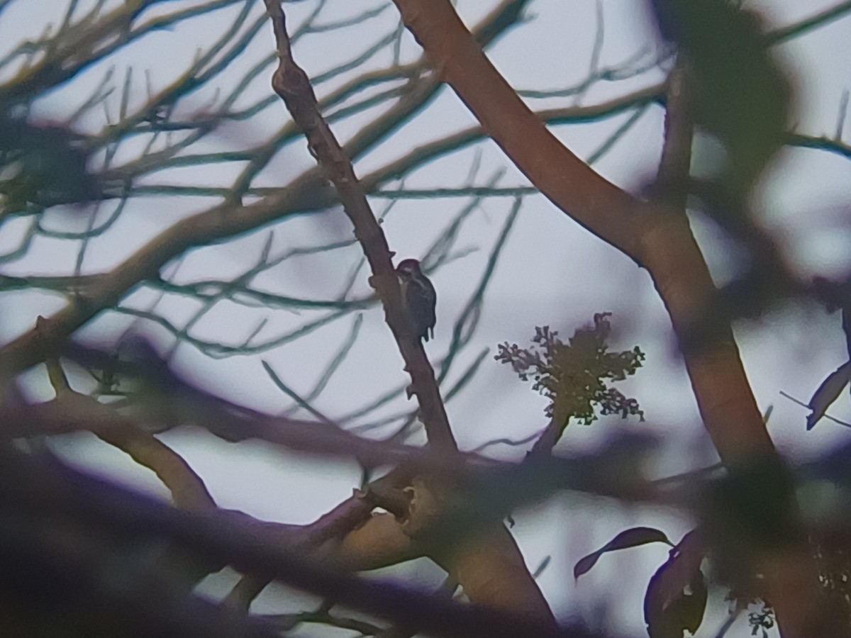 Brown-capped Pygmy Woodpecker - ML647756778
