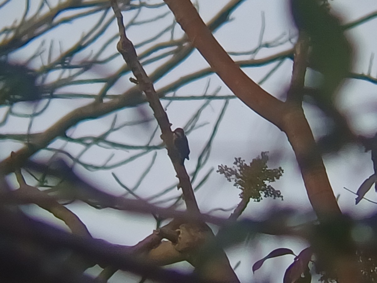 strakapoud hnědohlavý - ML647756779