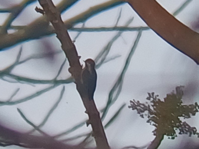 strakapoud hnědohlavý - ML647756780