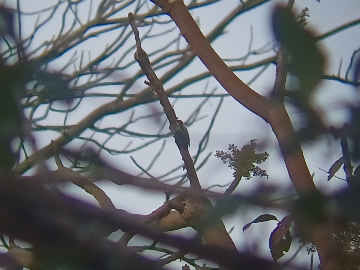 Brown-capped Pygmy Woodpecker - ML647756781