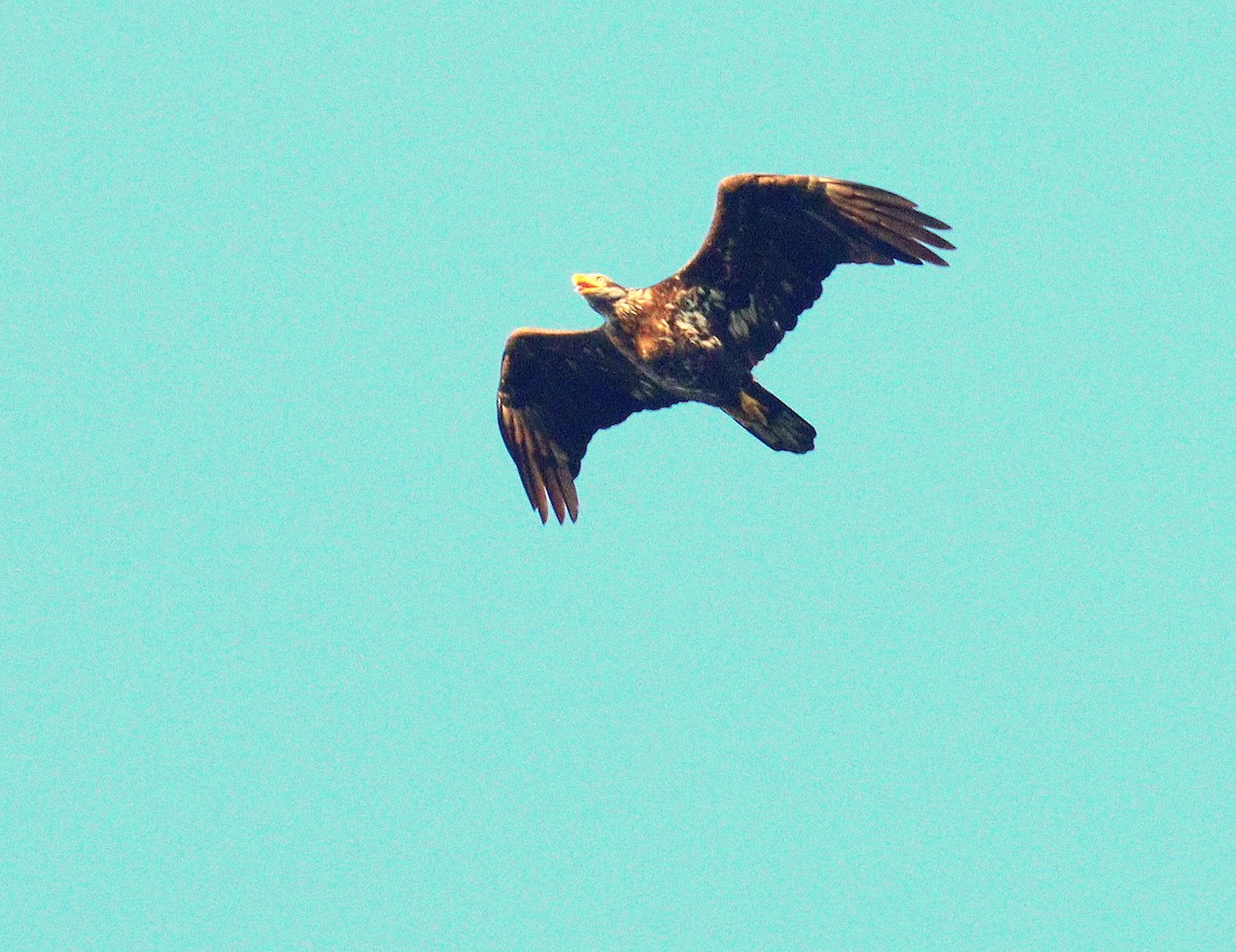 Bald Eagle - ML647756782