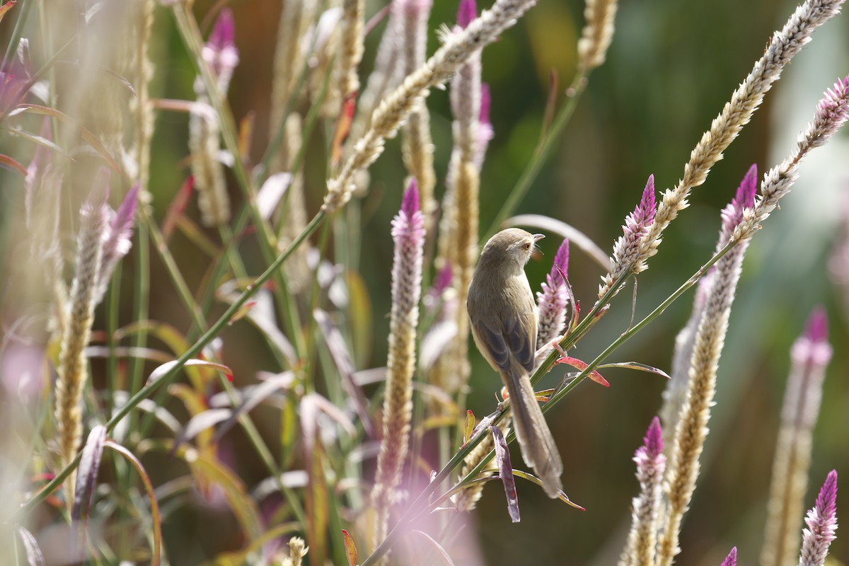 Plain Prinia - ML647756783