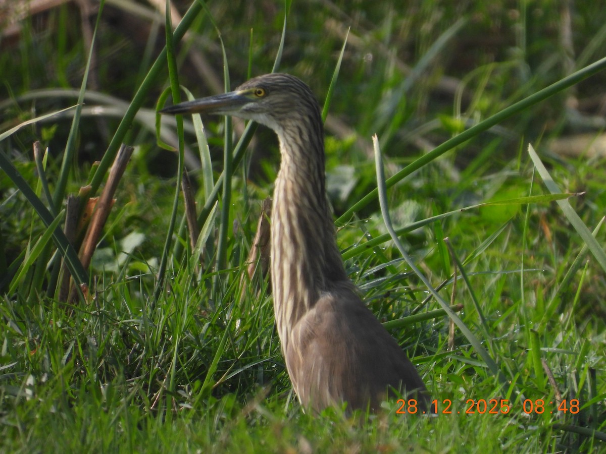 Indian Pond-Heron - ML647756785