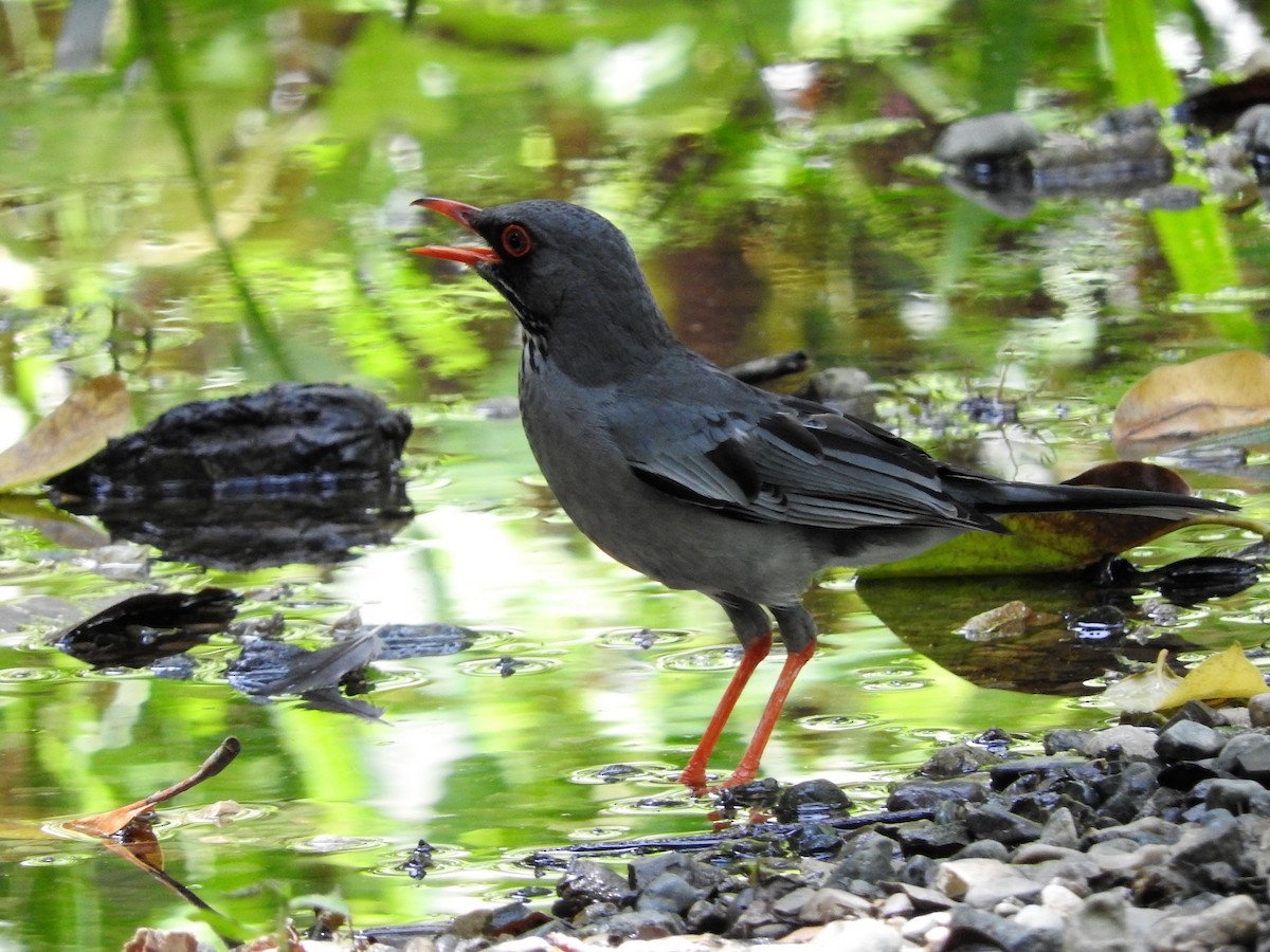 Eastern Red-legged Thrush - ML647756786