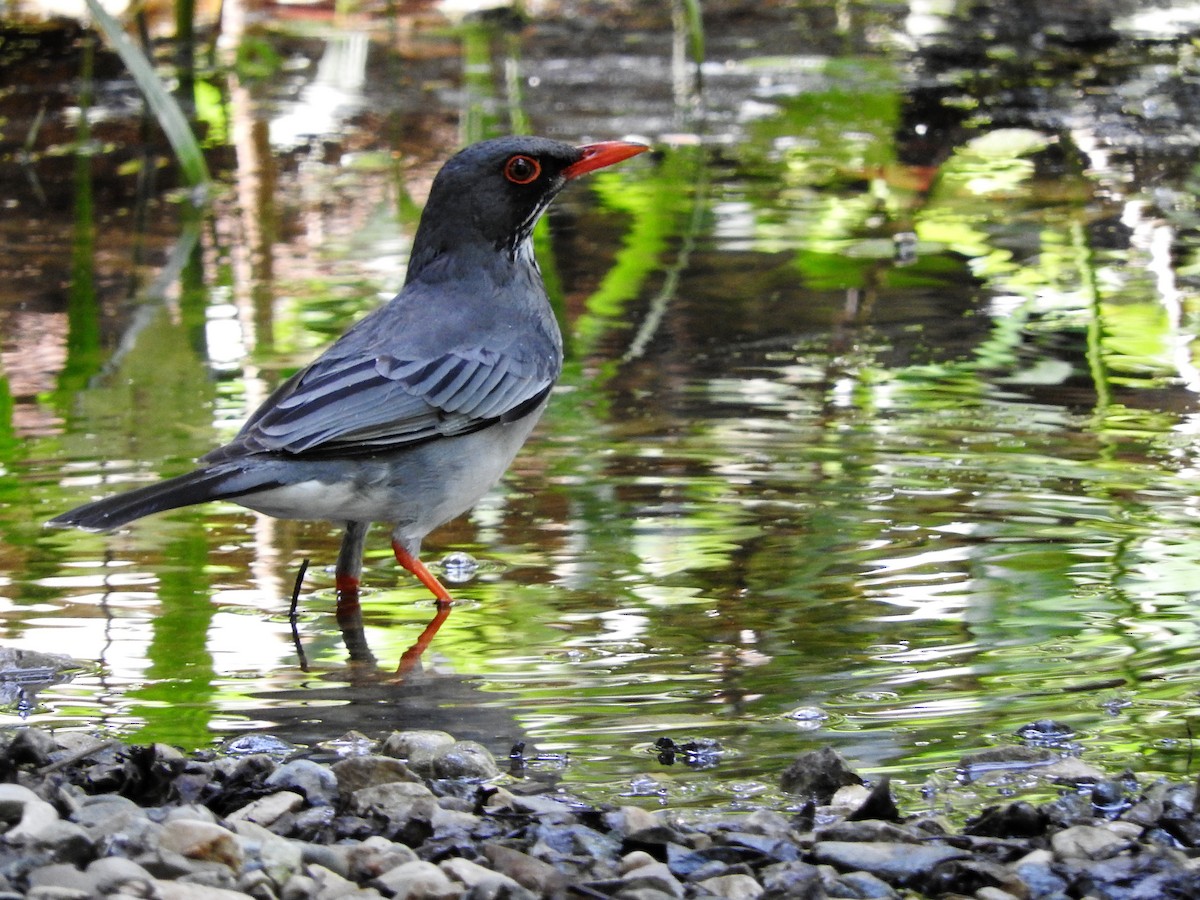 Eastern Red-legged Thrush - ML647756787