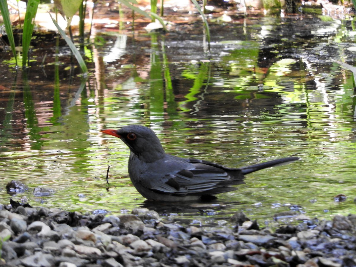 Eastern Red-legged Thrush - ML647756788