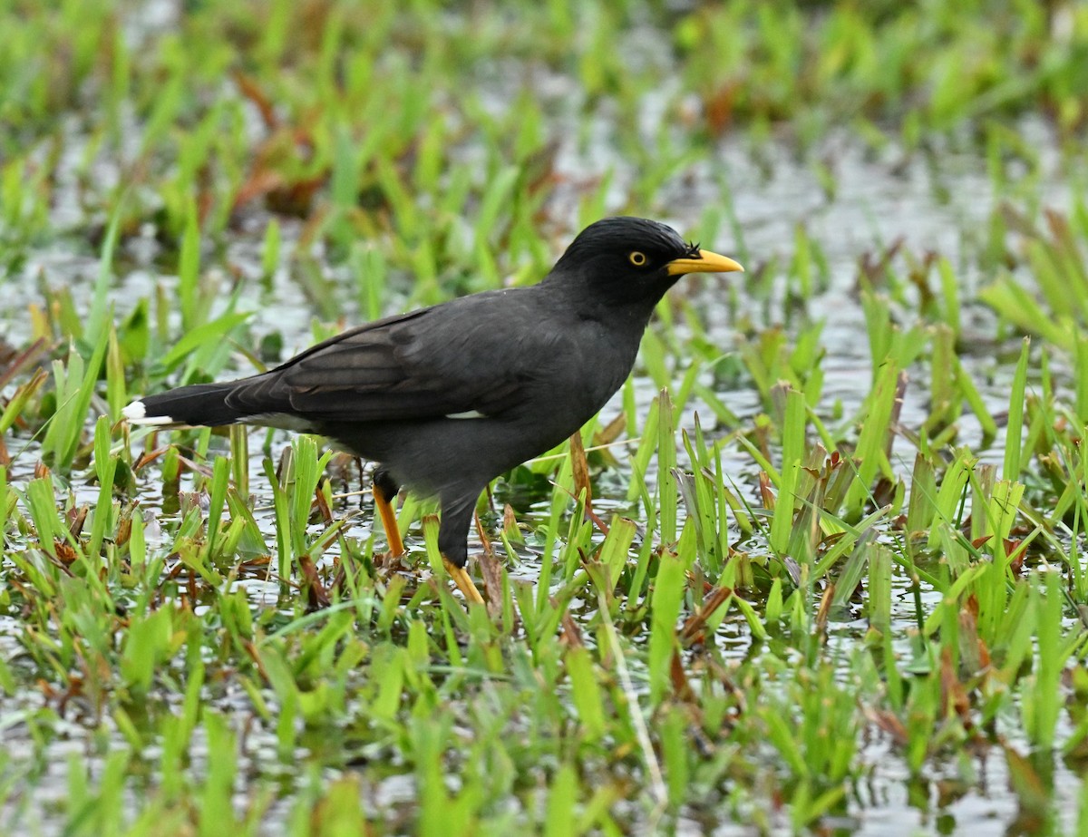 Javan Myna - ML647756789