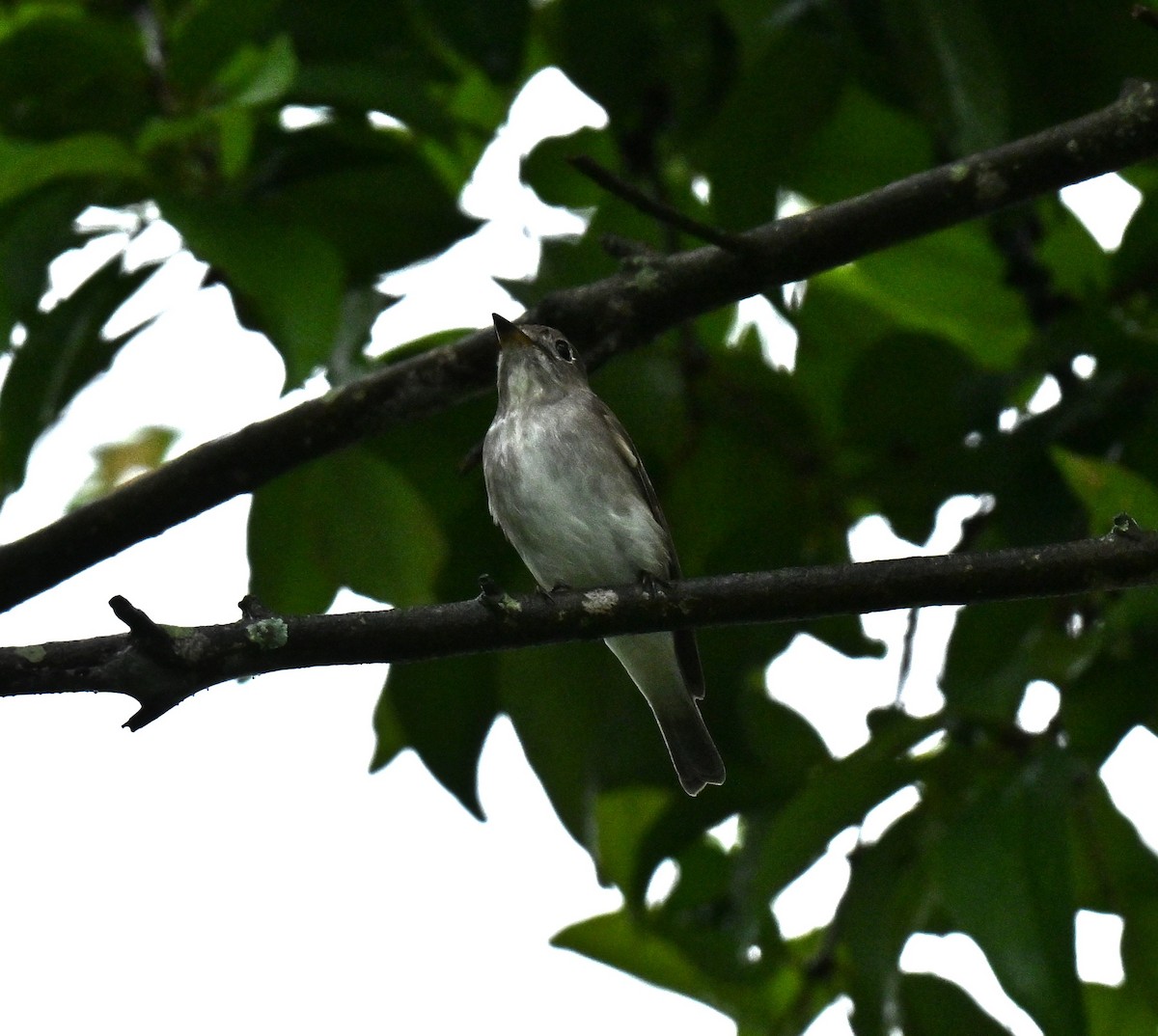 Asian Brown Flycatcher - ML647756795