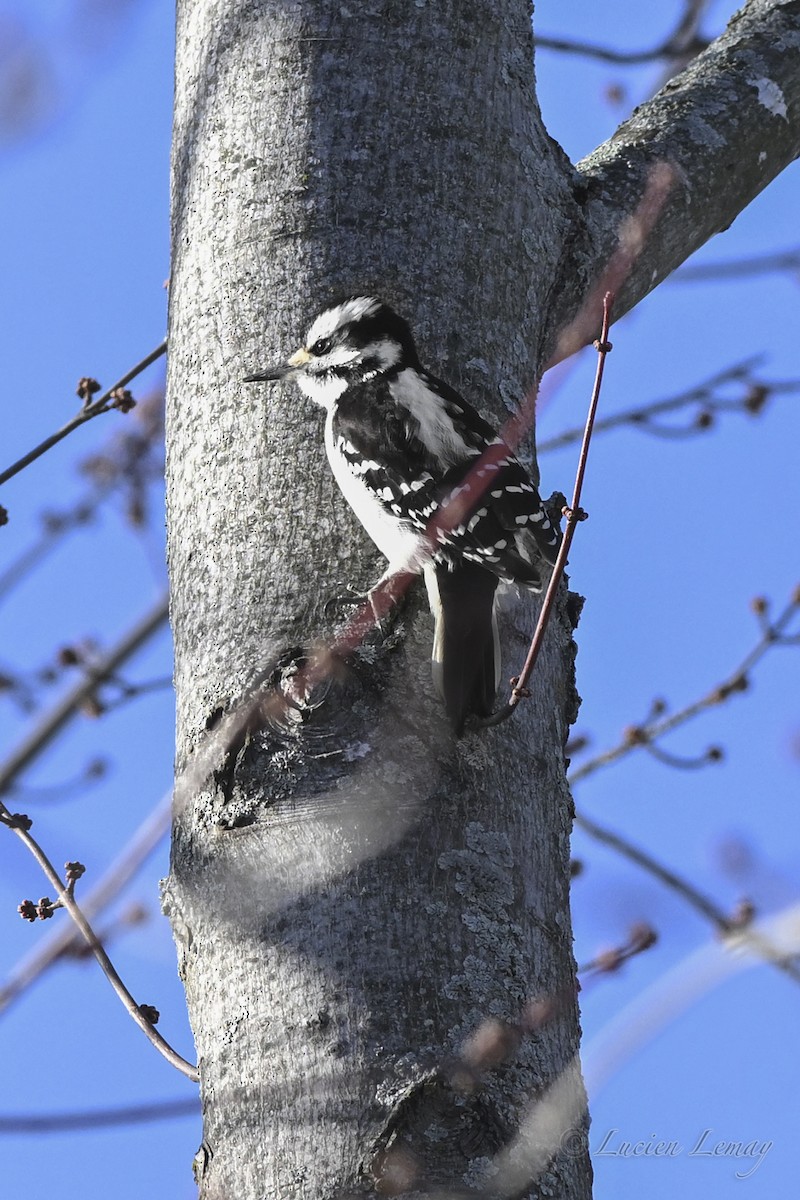 Hairy Woodpecker - ML647756798
