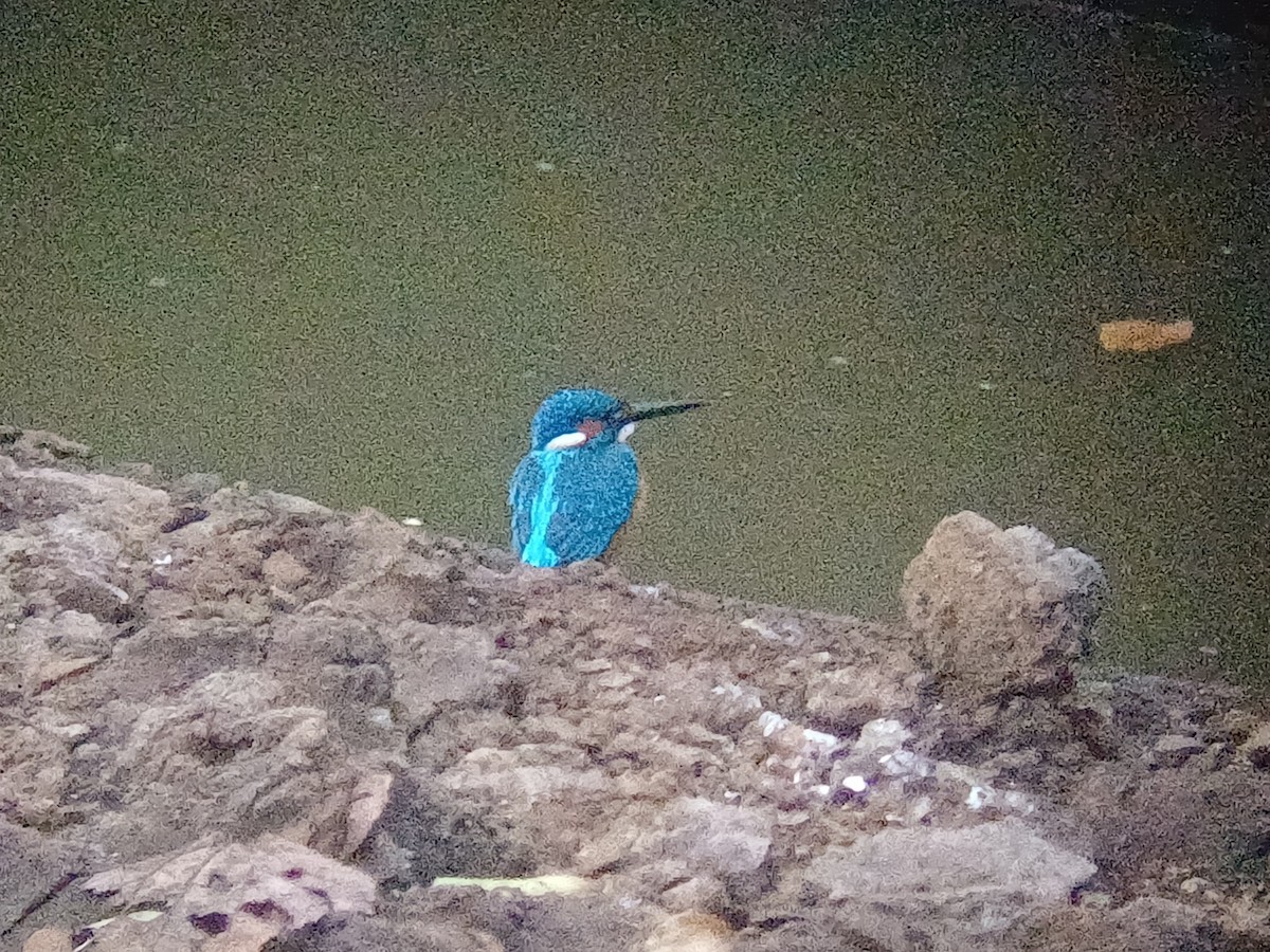 Common Kingfisher - ML647756799