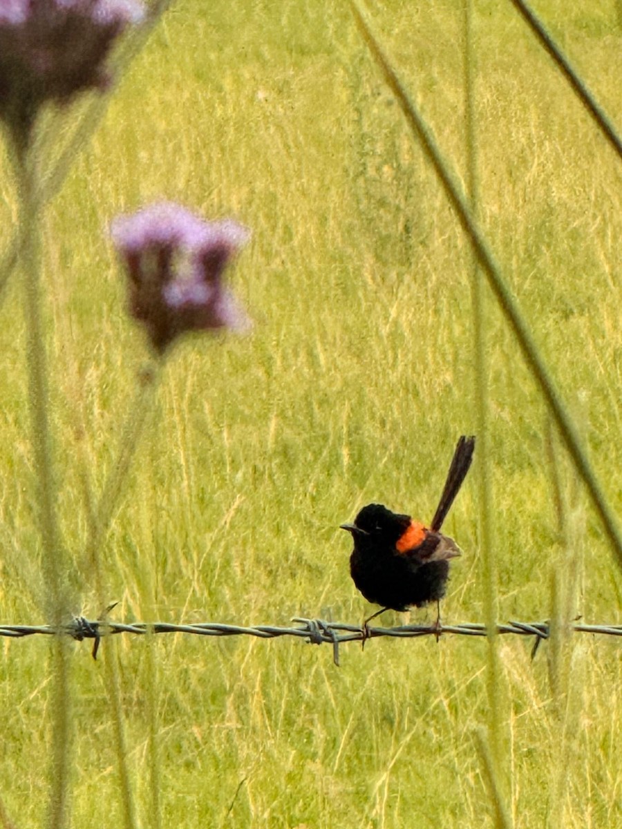 Red-backed Fairywren - ML647756801