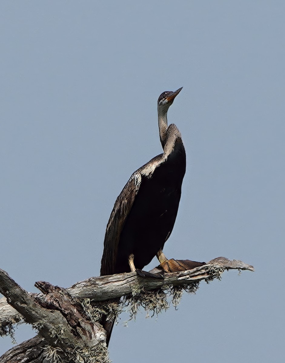 Oriental Darter - ML647756804