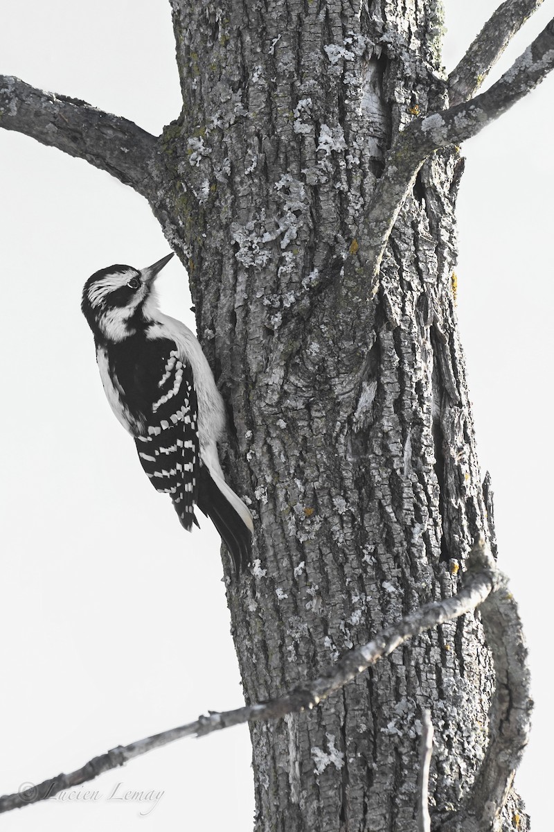 Hairy Woodpecker - ML647756808