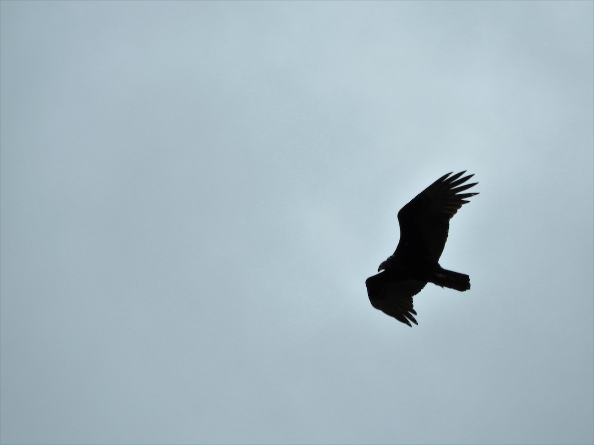 Turkey Vulture - ML647756809
