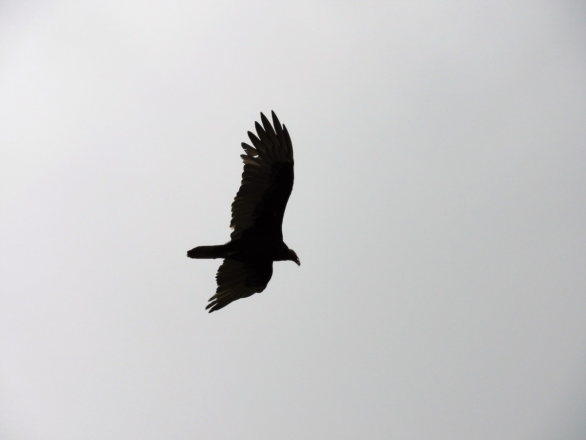Turkey Vulture - ML647756810