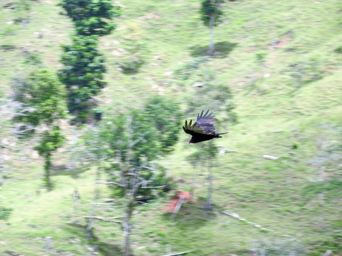 Turkey Vulture - ML647756811