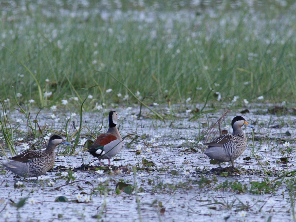 Silver Teal - ML647756812