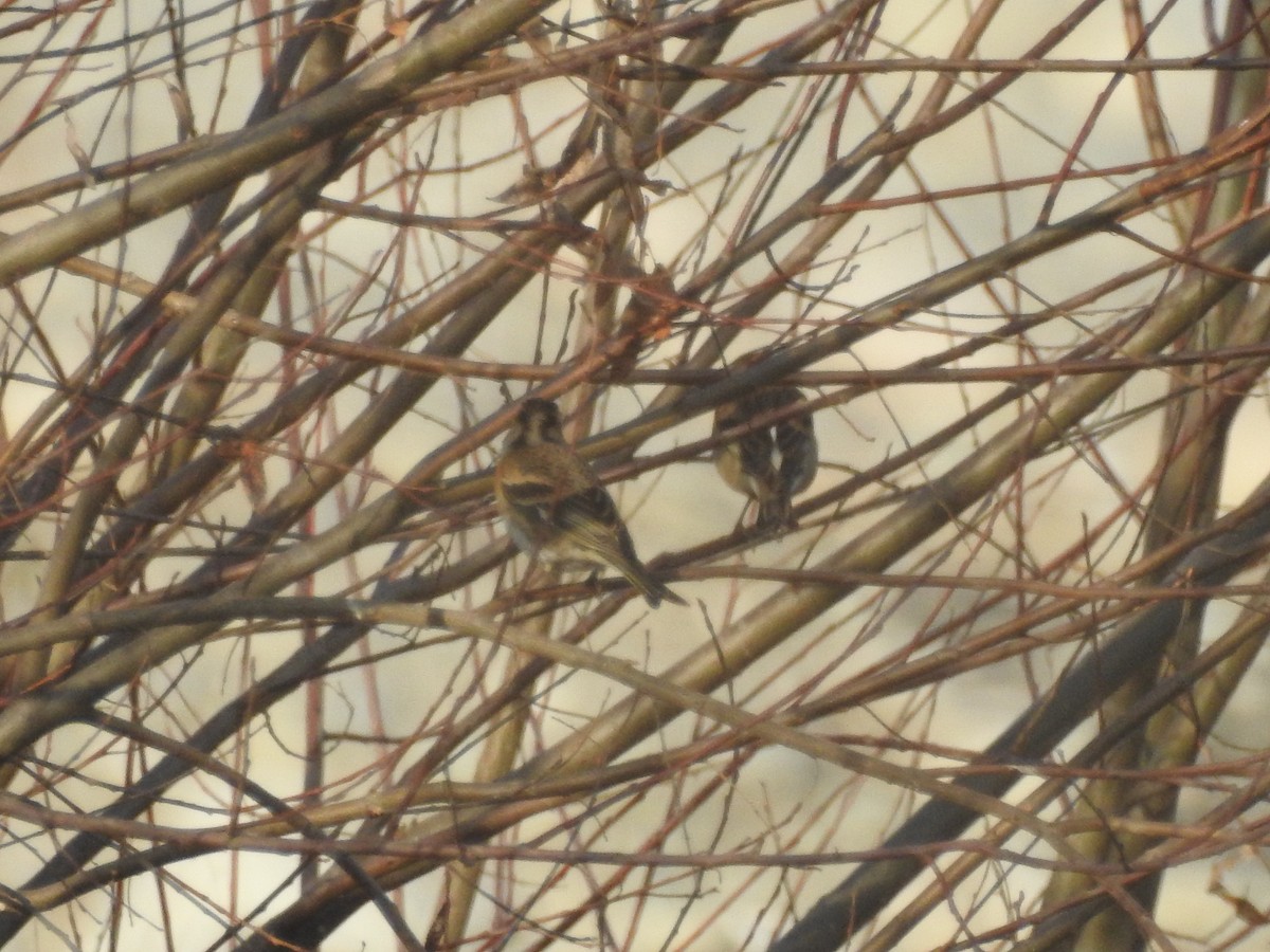 Brambling - ML647756814