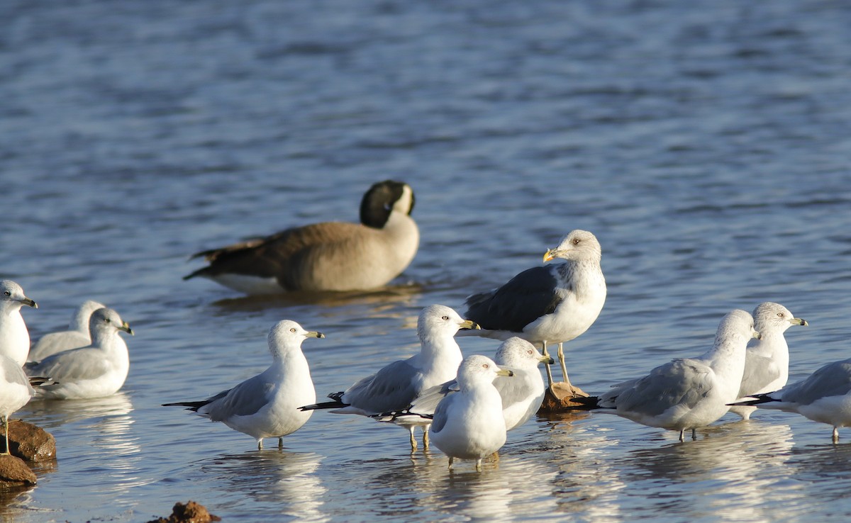 Lesser Black-backed Gull - ML647756816