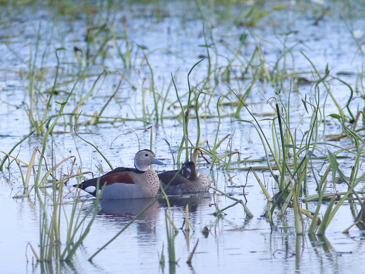 Ringed Teal - ML647756817