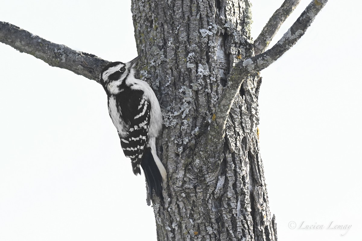 Hairy Woodpecker - ML647756819