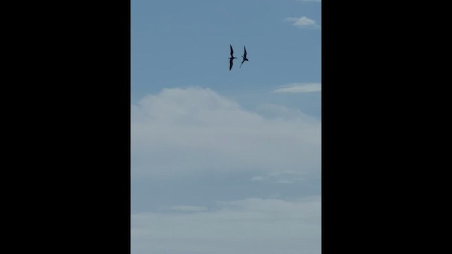 Magnificent Frigatebird - ML647756825