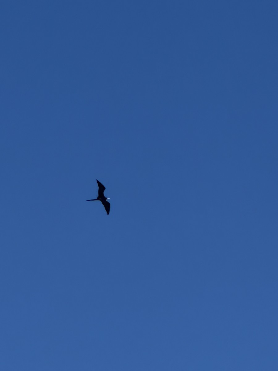 Magnificent Frigatebird - ML647756826