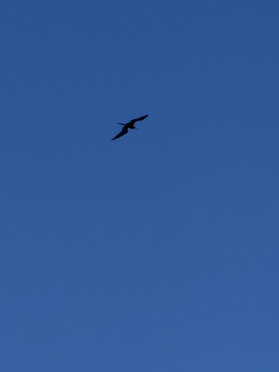 Magnificent Frigatebird - ML647756827