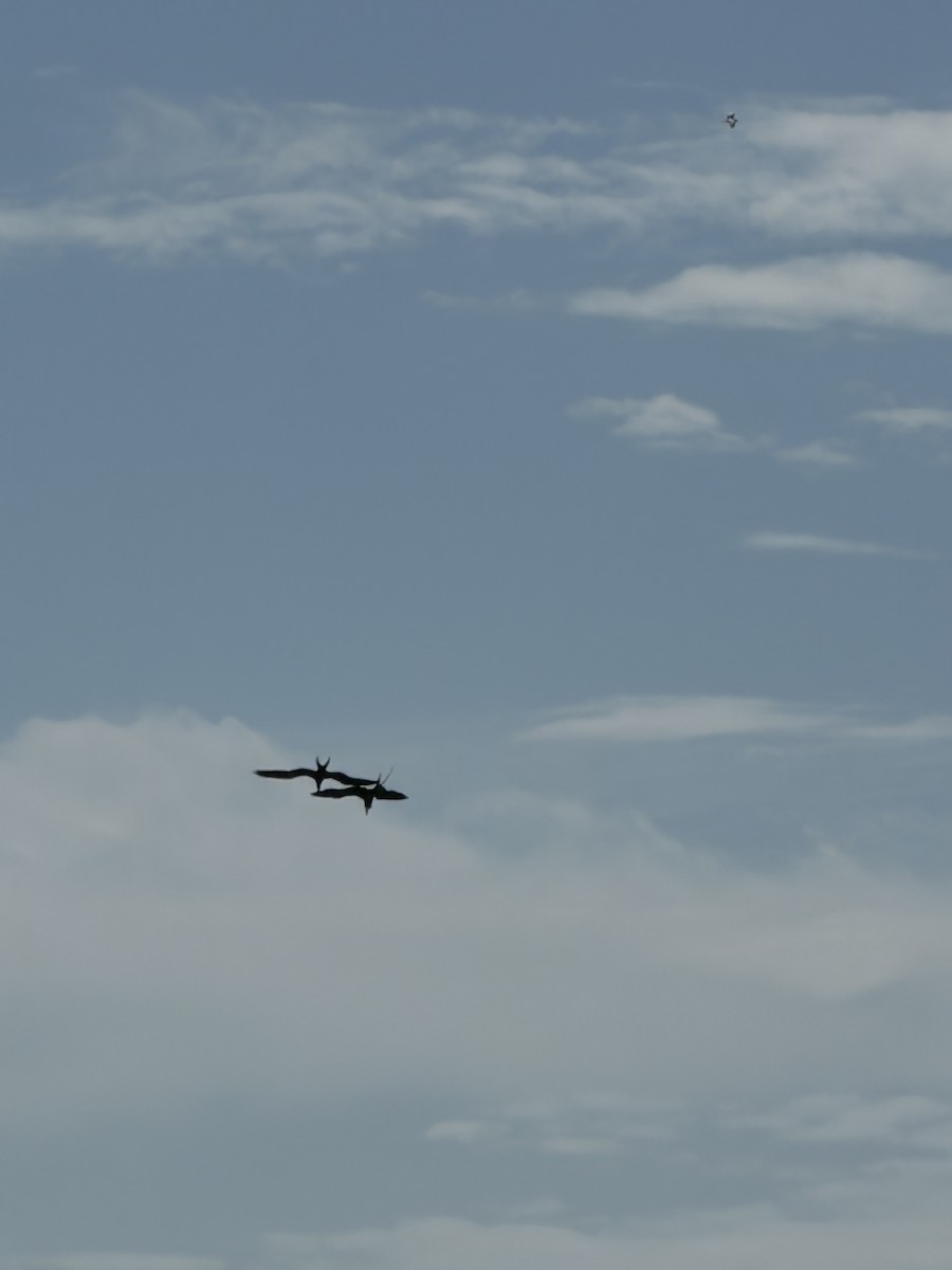 Magnificent Frigatebird - ML647756828
