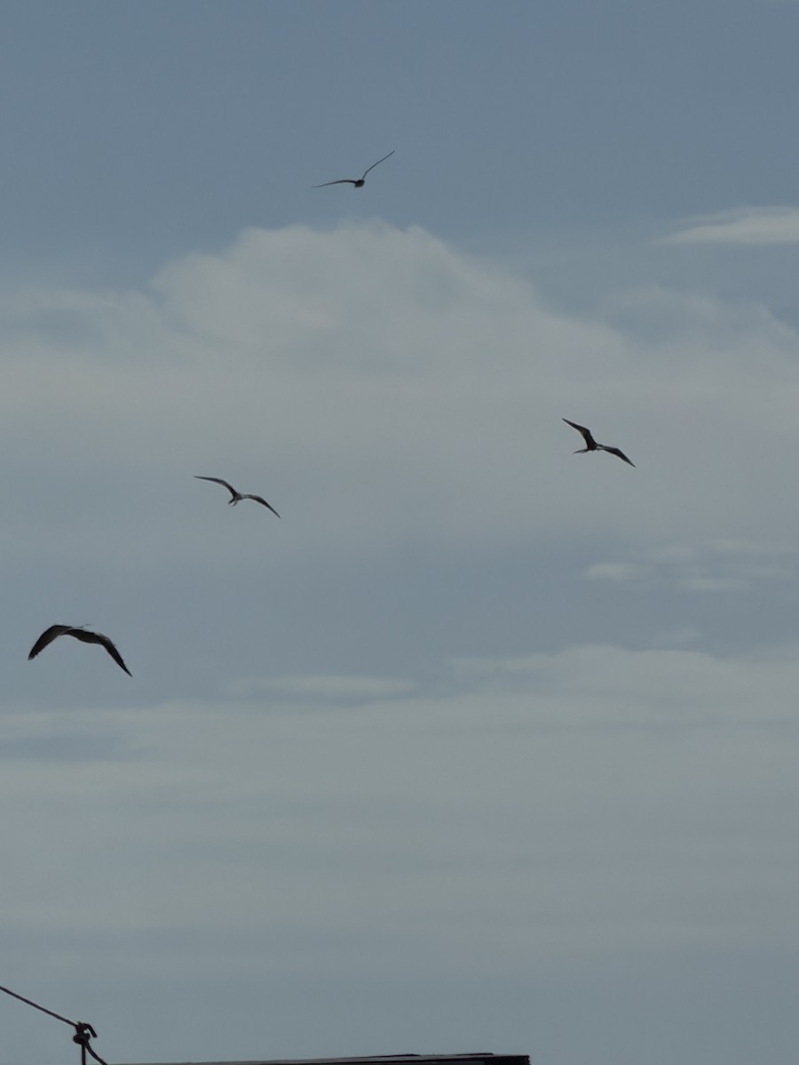 Magnificent Frigatebird - ML647756829